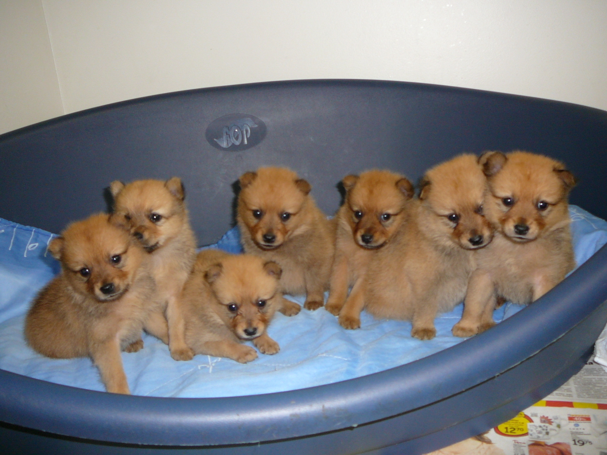 All puppies.jpg